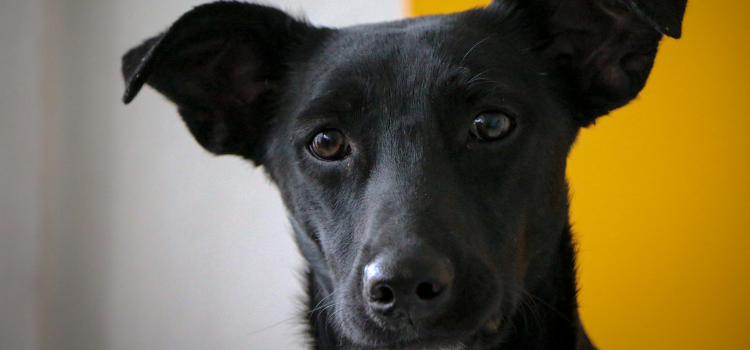 The "Zoomies" Demystified: Why Pets Get Sudden Bursts of Energy (and When to Worry)